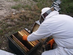 Las abejas son una especie imprescindible en los cultivos básicos de la alimentación humana y animal, hoy los afanes de producción obligan a la utilización indiscriminada de plaguicidas, lo cual es más complejo por la falta de educación y conciencia de los productores, Timbuktú, preocupado por esta tendencia busca en la producción de miel, una opción de conservación y de producción de alternativas endulzantes para la salud.